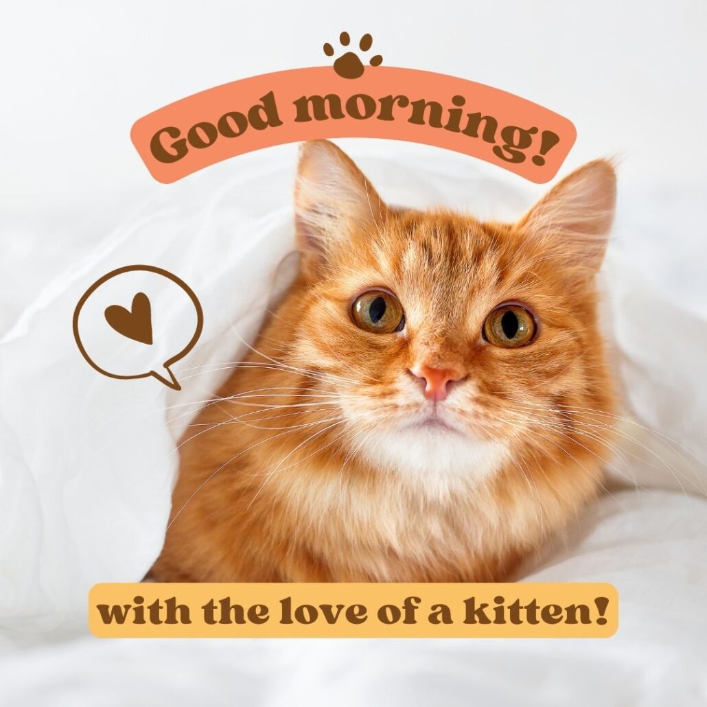 Good Morning Kitten Photo Instagram Post