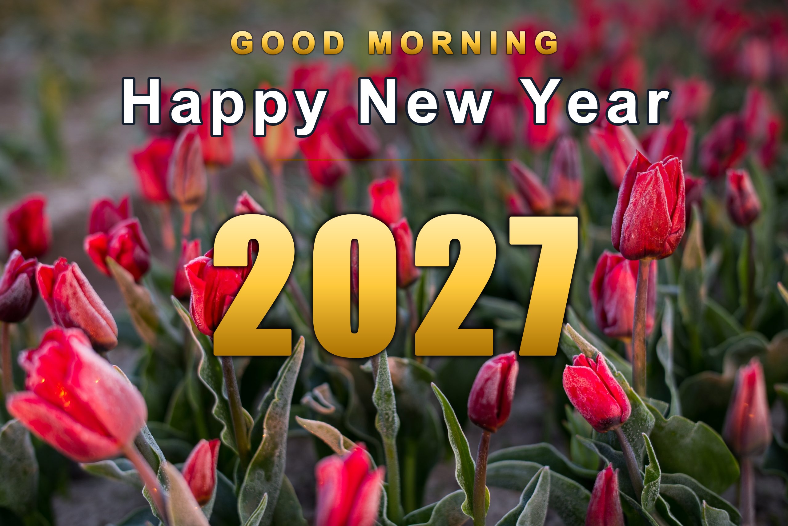 6mrld9 Good Morning Happy New Year 2027 in gold over red tulips at sunrise