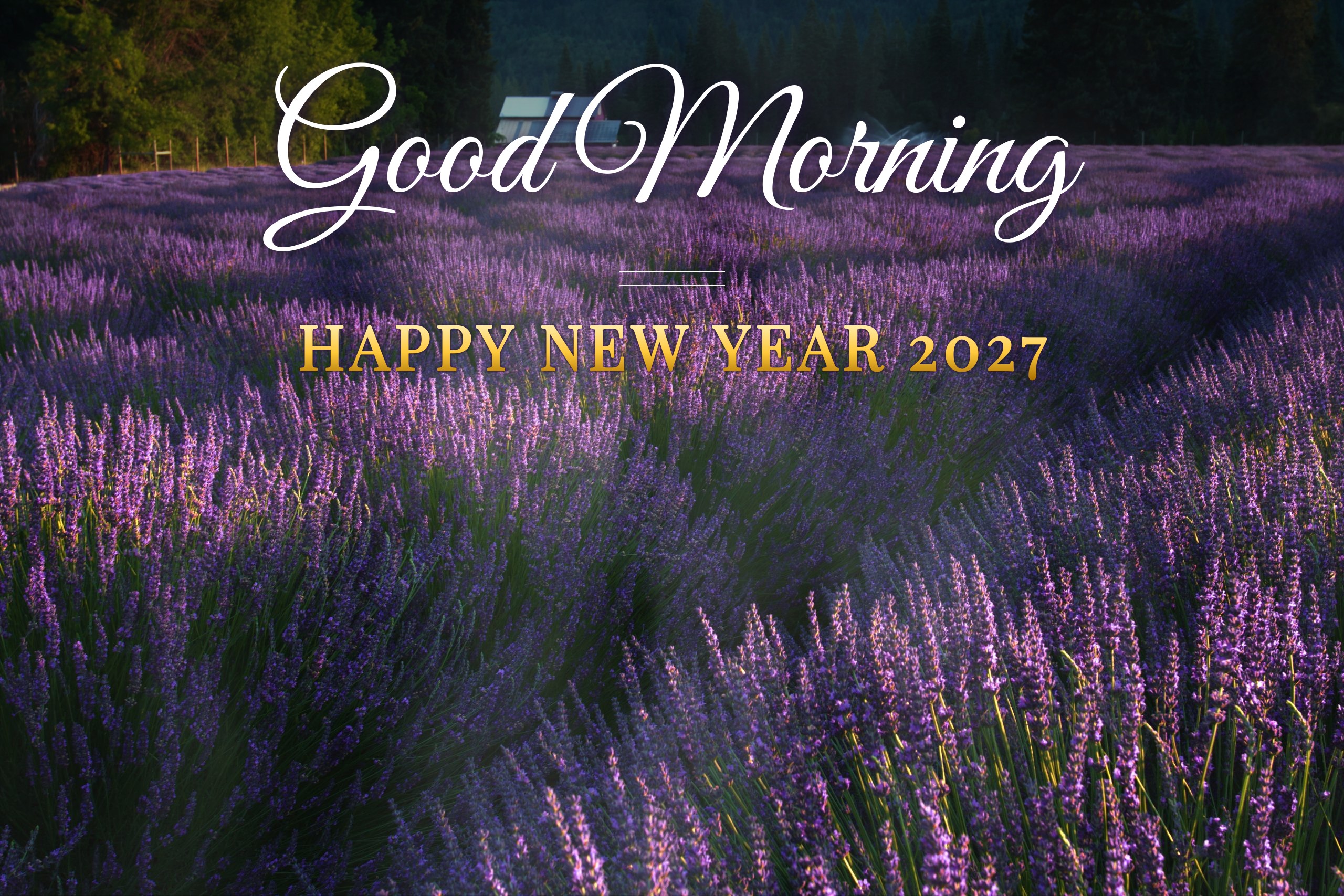 765ct6 Good Morning Happy New Year 2027 in elegant script over a lavender field at sunrise