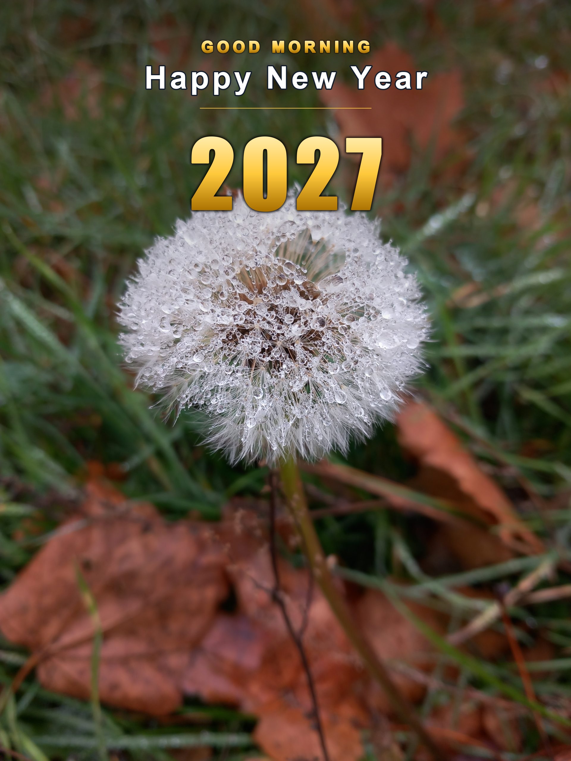 haffqe Good Morning Happy New Year 2027 in gold over a dew-covered dandelion, vertical