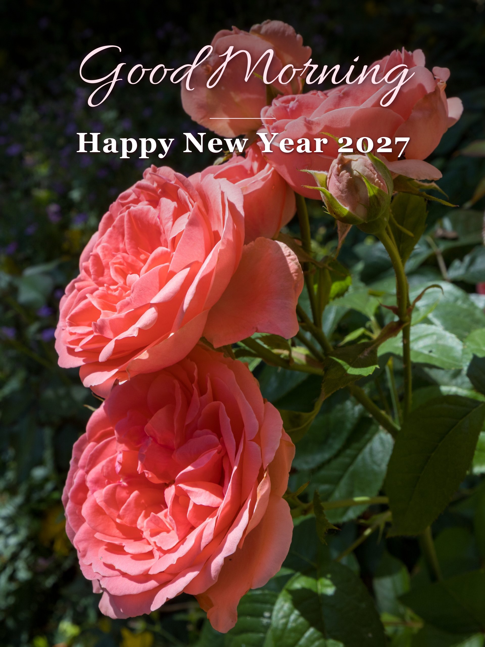 Good Morning Happy New Year 2027 in romantic script over pink roses